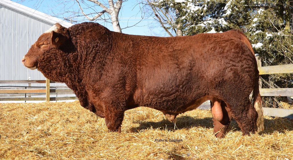 Simmental Bull Ferme Gagnon Inc.